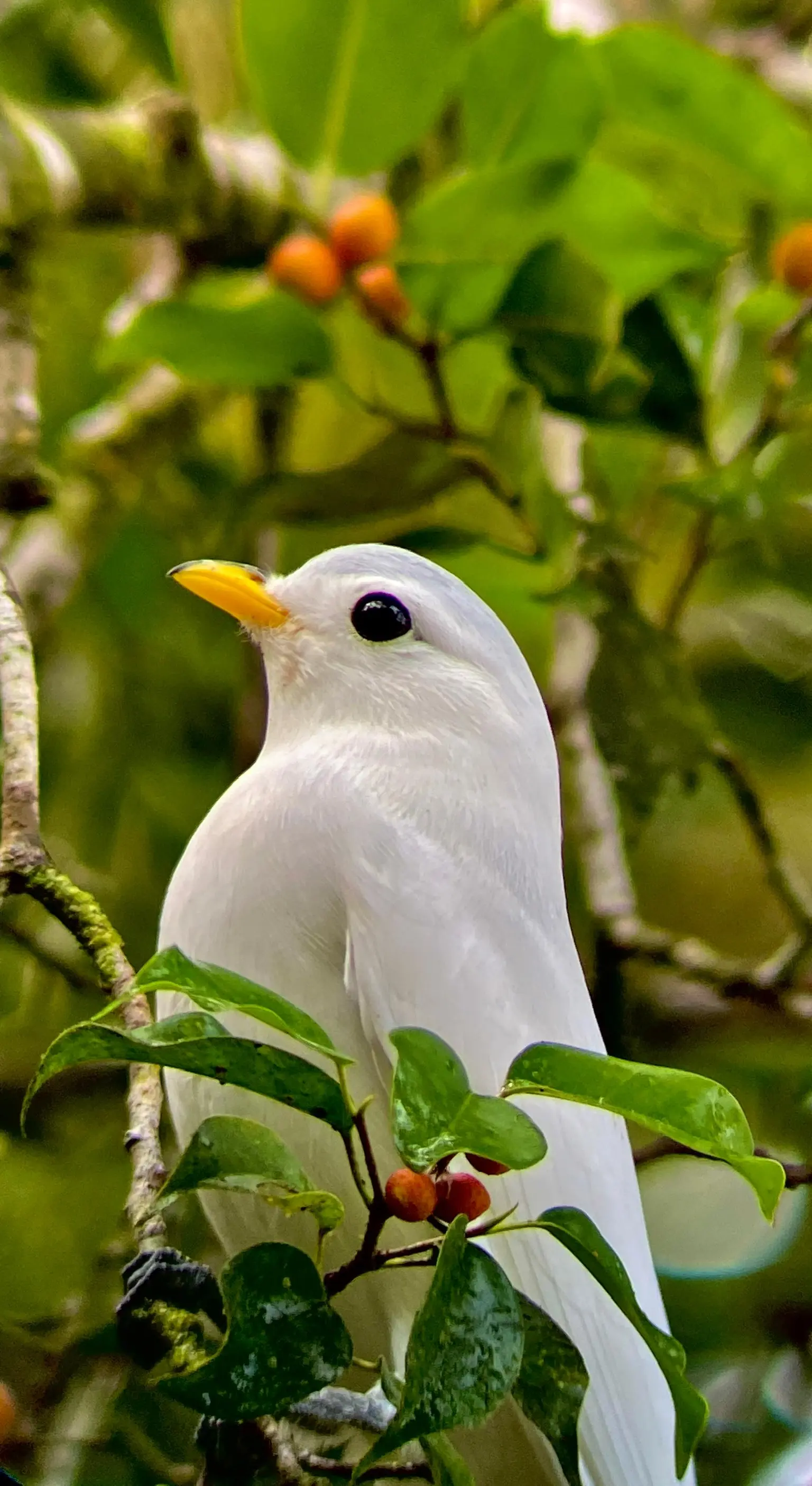 Bird Watching Tour