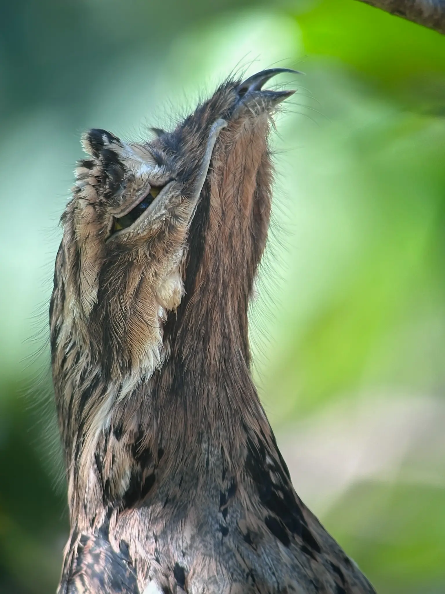 Tropical bird species