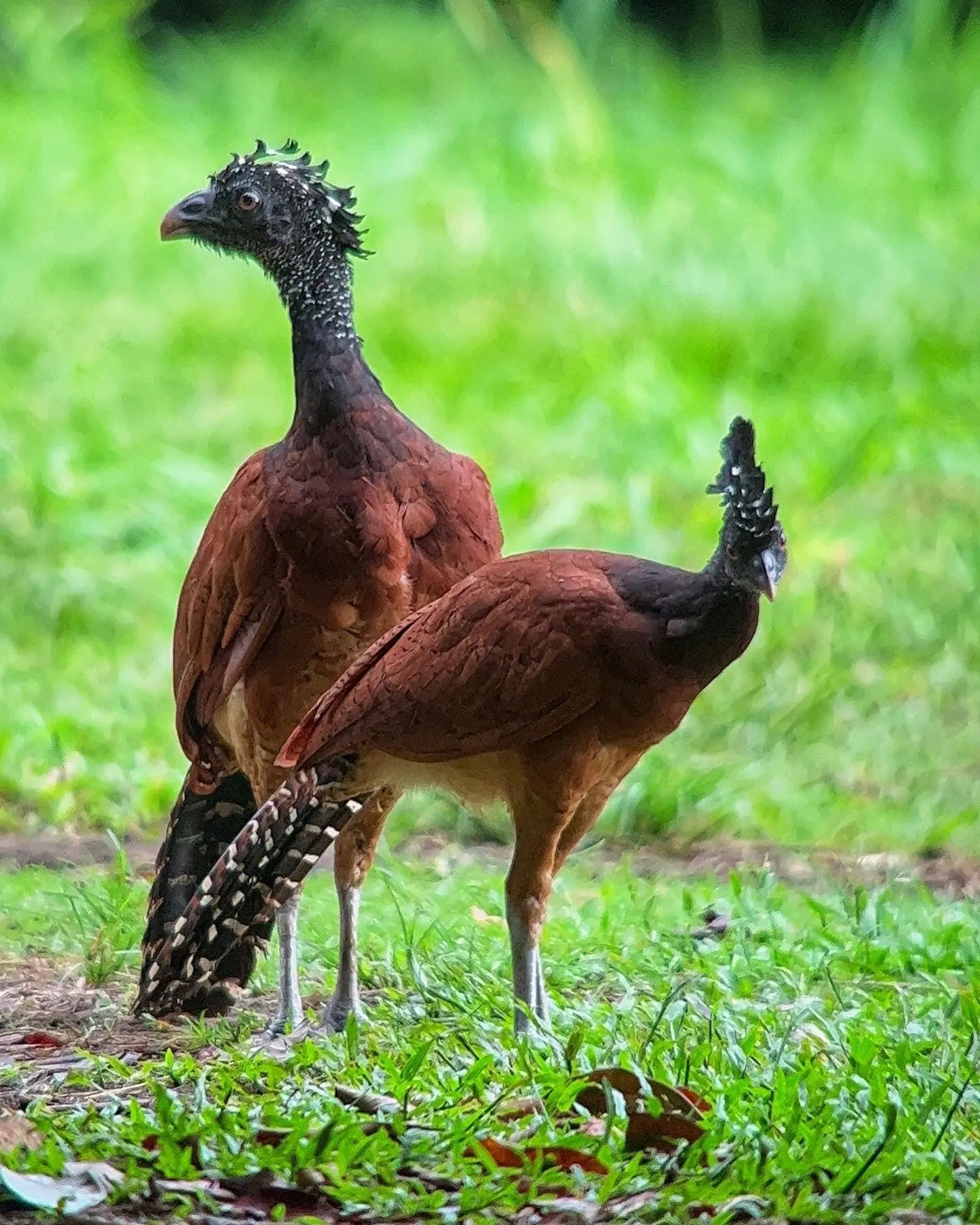 Tropical bird species