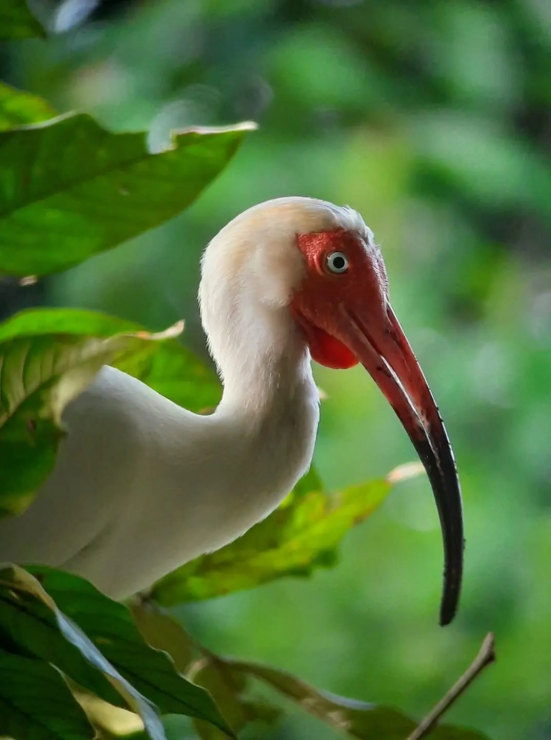 Tropical bird species