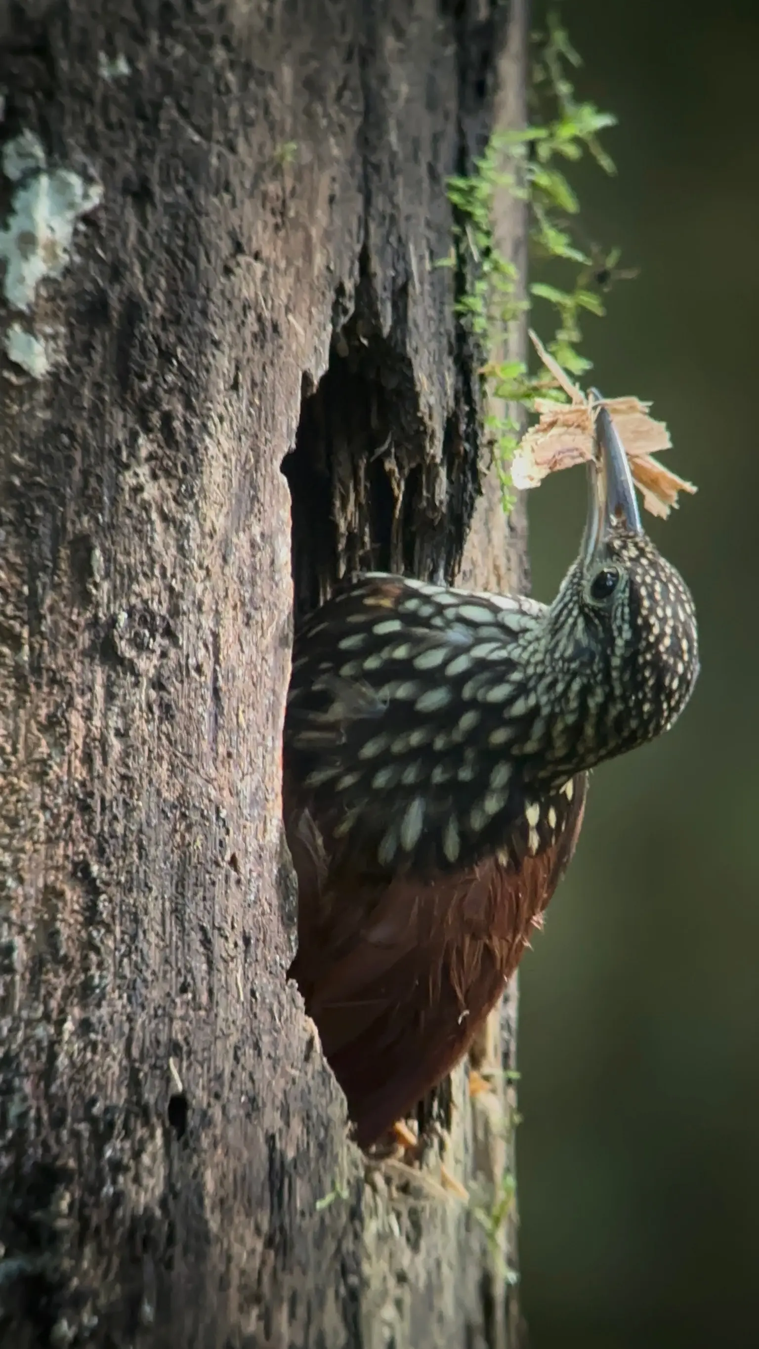 Tropical bird species