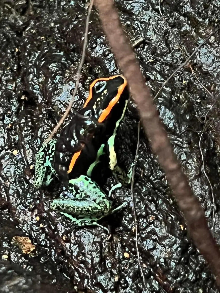 Golfo dulce poison frog