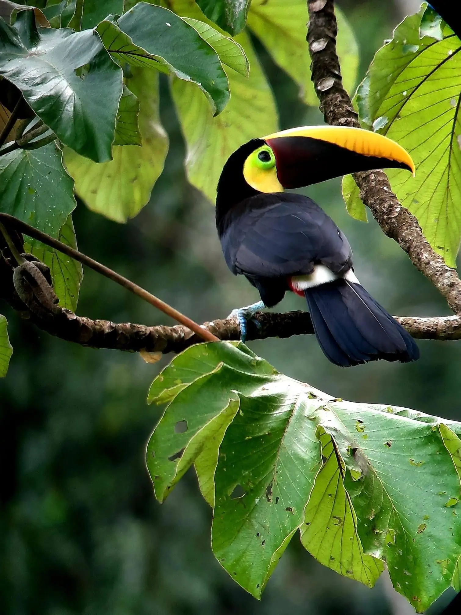 Toucan