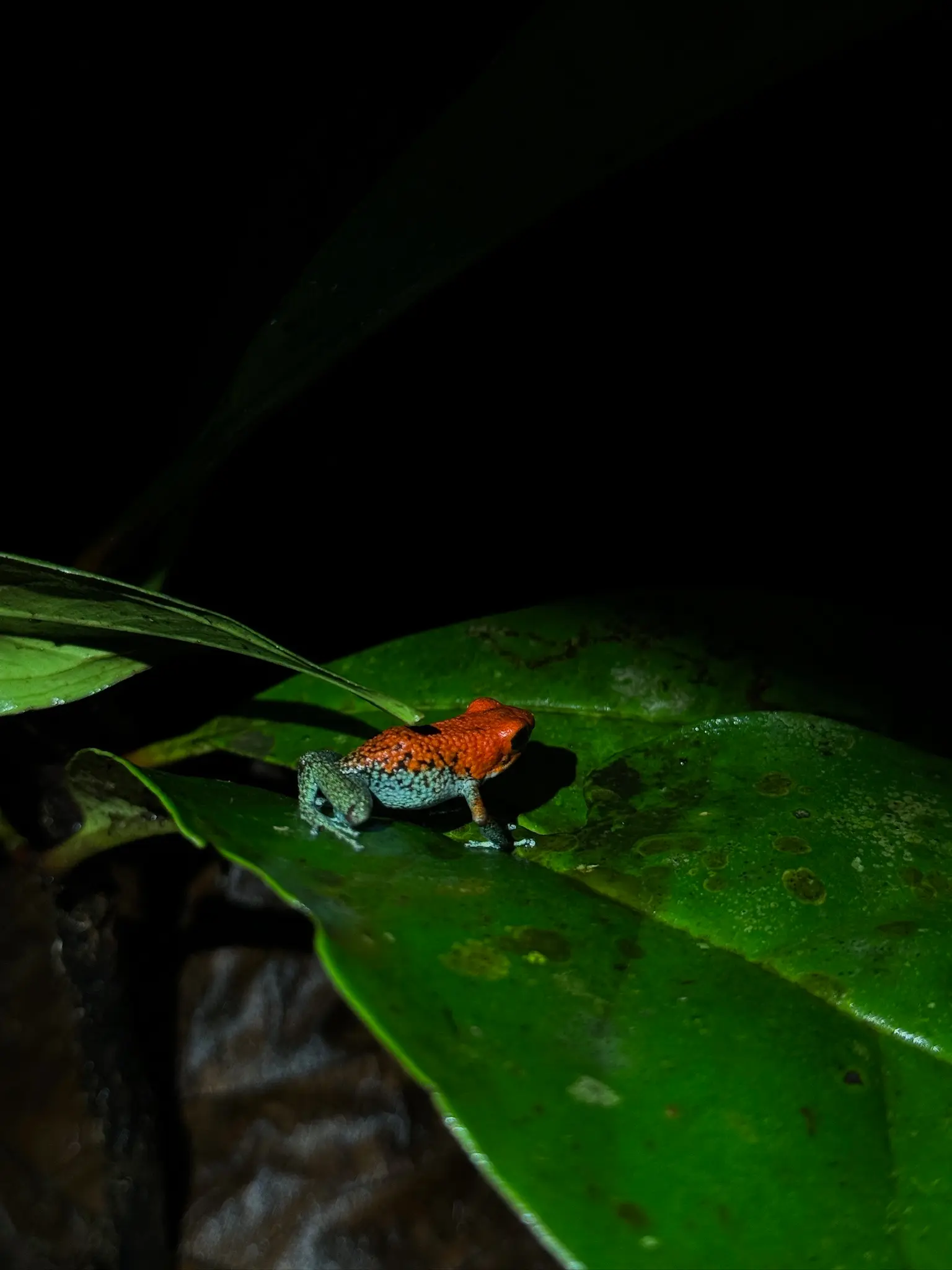 Poison dart frog