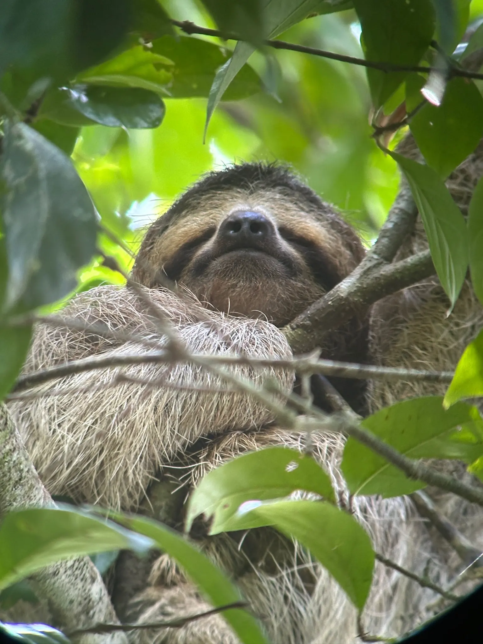 Sloth