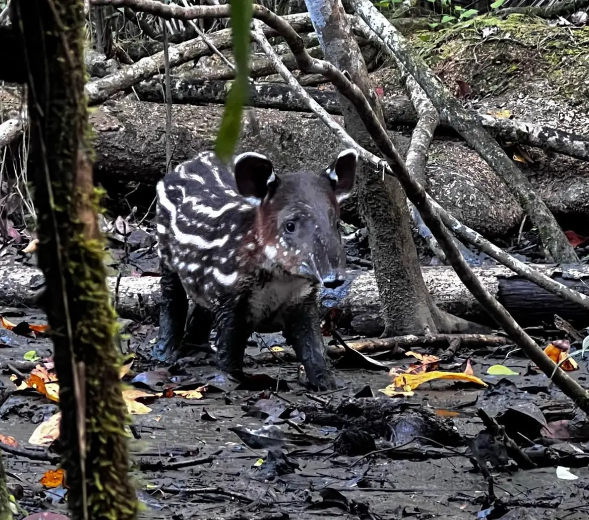 Baby tapir